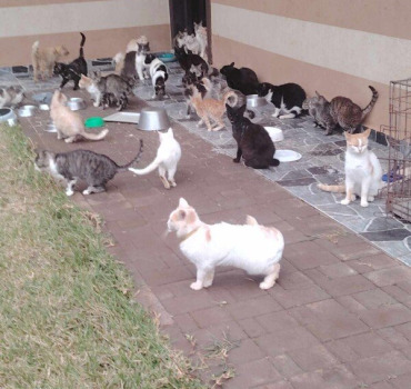 Croquettes chats pour refuge mira STAS