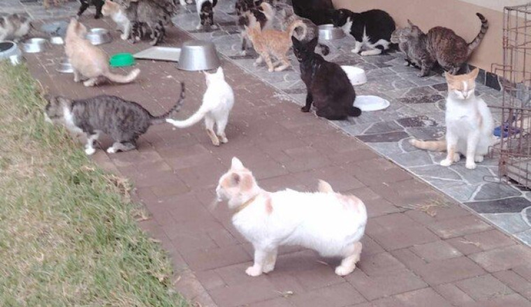 Croquettes chats pour refuge mira STAS
