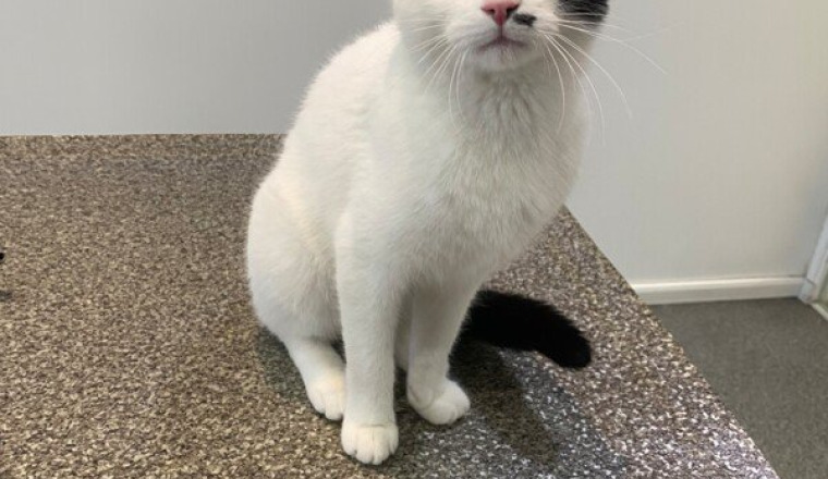 Patte cassée du chaton