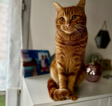 Simba le roux ❤️