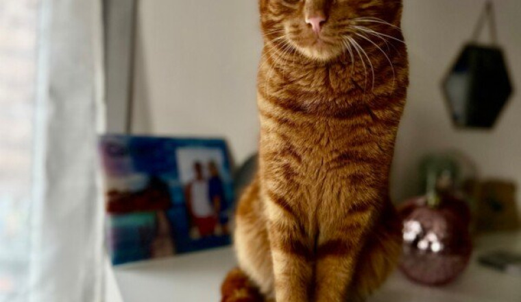 Simba le roux ❤️