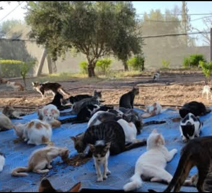 Image justificative de la cagnotte