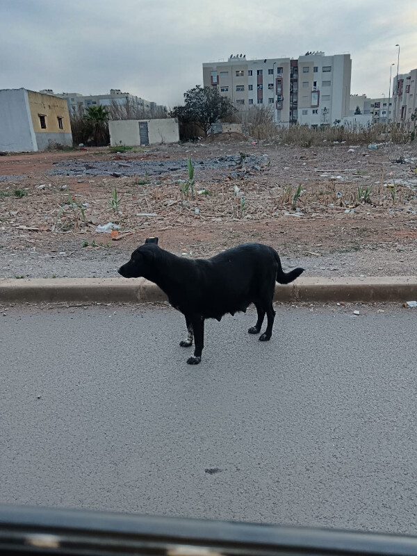 Image justificative de la cagnotte