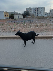 Image justificative de la cagnotte