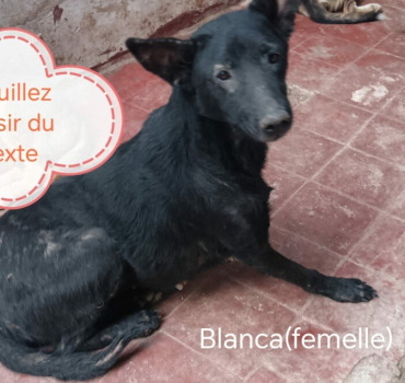 Pour chiens errants Temara