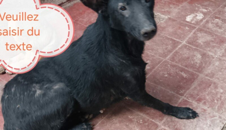 Pour chiens errants Temara