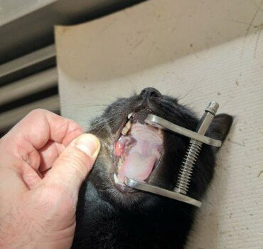 Soins et stérilisation chats errants