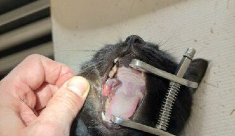 Soins et stérilisation chats errants