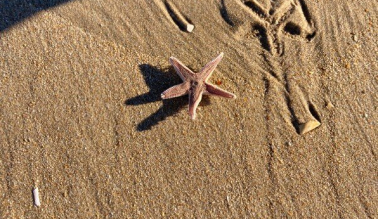 Cadeaux ou voyages pour juju