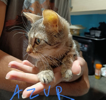 Azur le petit chaton combattant