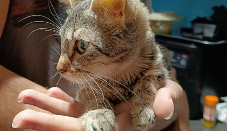 Azur le petit chaton combattant