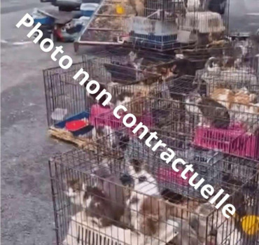 sauvetage 200 chats