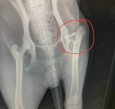 SOS - OPERATION FRACTURE FEMUR DU CHIEN BRAD