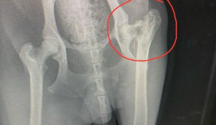 SOS - OPERATION FRACTURE FEMUR DU CHIEN BRAD
