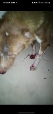 Image justificative de la cagnotte