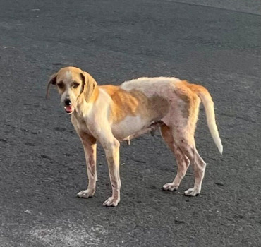 Chienne en souffrance . Île ds la réunion