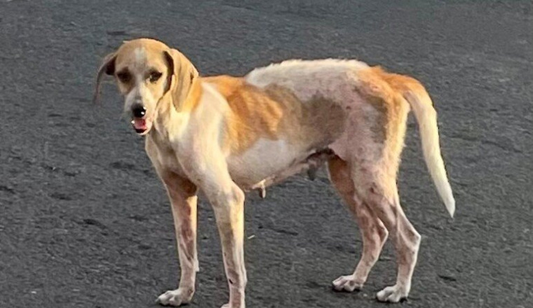 Chienne en souffrance . Île ds la réunion