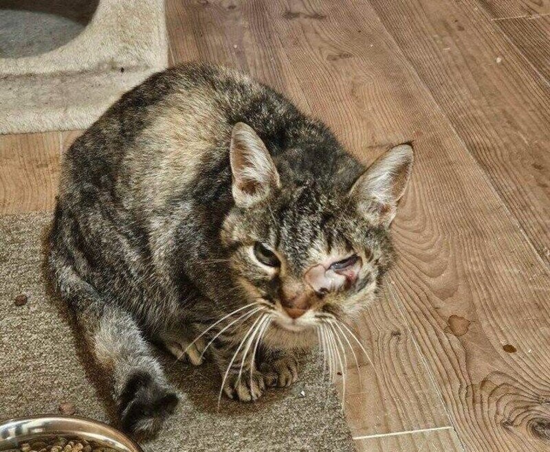 Chat ayant besoin de soins urgemment