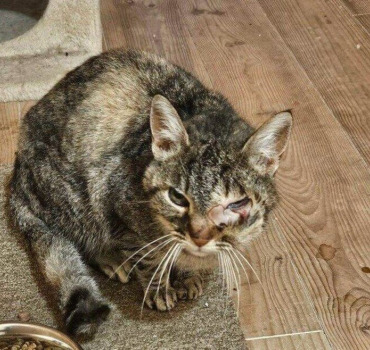 Chat ayant besoin de soins urgemment