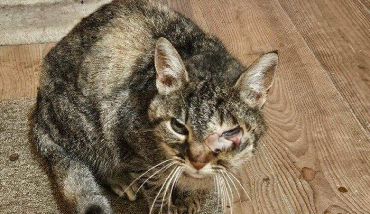 Chat ayant besoin de soins urgemment