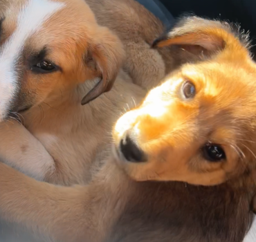 Protection et lutte contre la maltraitance animale