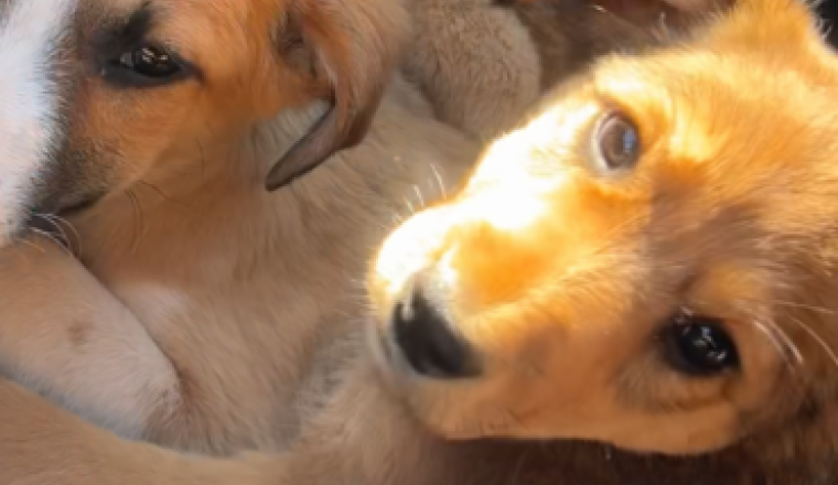 Protection et lutte contre la maltraitance animale