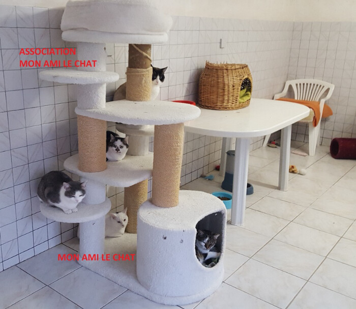 Image justificative de la cagnotte