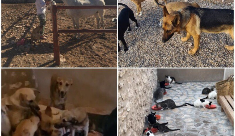 Appel à l’aide pour Emma et ses animaux