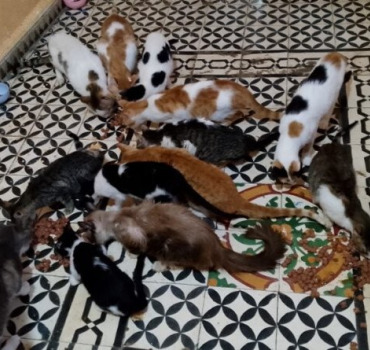 nourriture soins et loyer des chats de amina