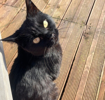 pour aider mon petit chat