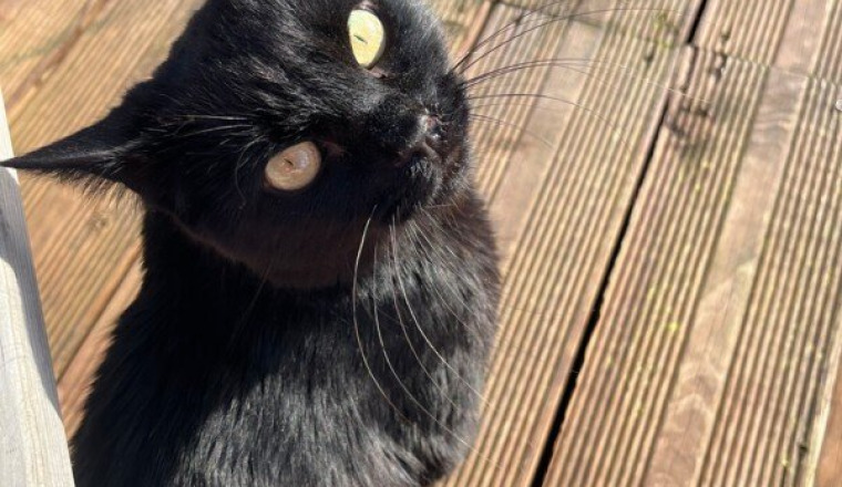 pour aider mon petit chat