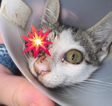 soins pour chaton maltraité et jeté à la poubelle