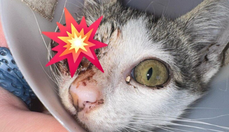 soins pour chaton maltraité et jeté à la poubelle