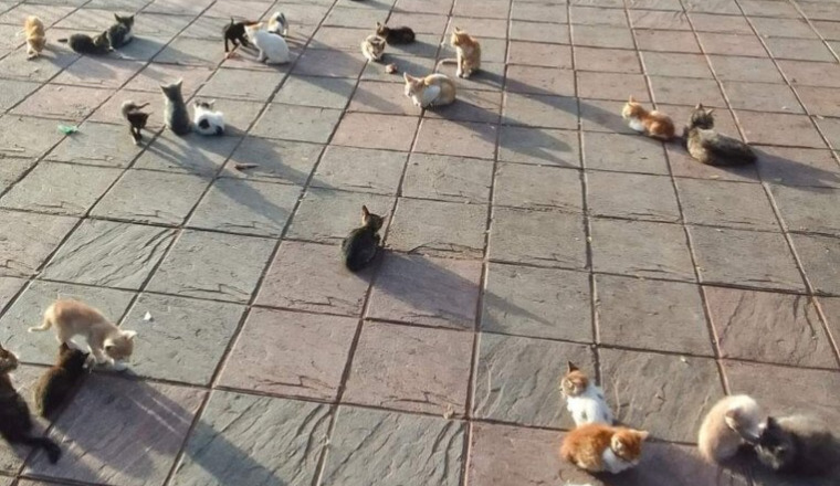 cagnotte nourriture et soins des chats de hassan