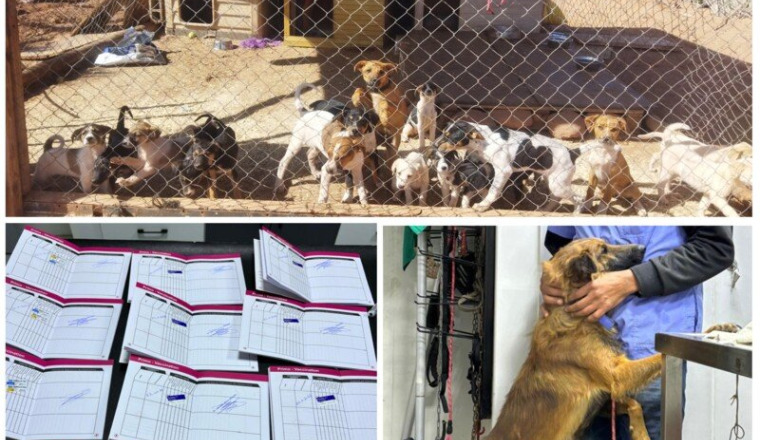 URGENCE, FRAIS REFUGE/PENSION,CROQUETTE