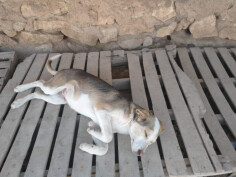 Image justificative de la cagnotte