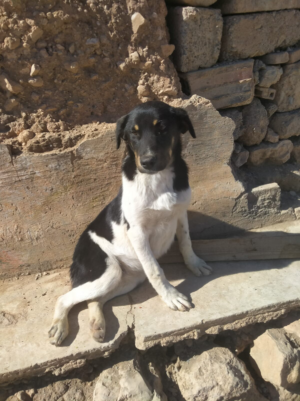 Image justificative de la cagnotte
