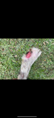 Image justificative de la cagnotte