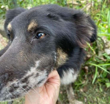 Chien squelettique et blessé