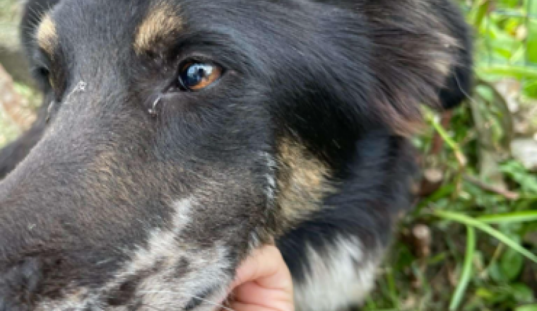 Chien squelettique et blessé