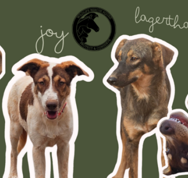 Stérilisation de Joy, Lagertha, Silya et Azul