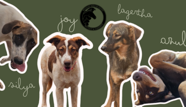 Stérilisation de Joy, Lagertha, Silya et Azul