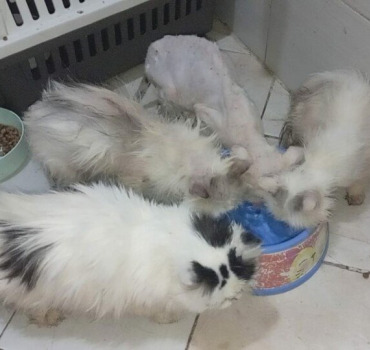 4 chats persans en détresse