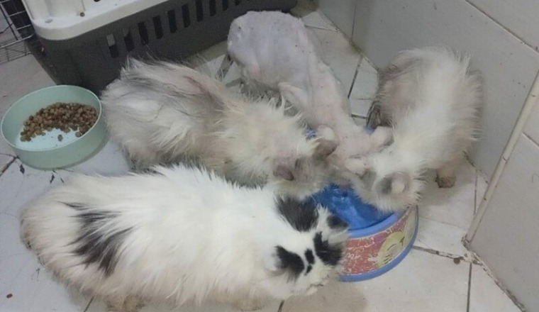 4 chats persans en détresse