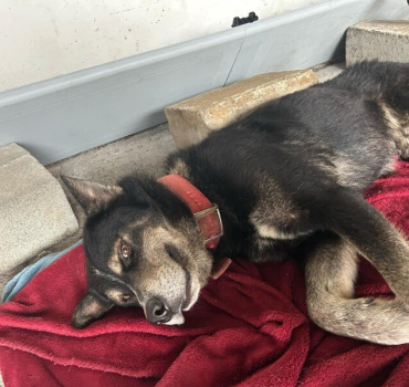 CHIEN MOURRANT A LA RÉUNION