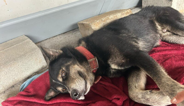 CHIEN MOURRANT A LA RÉUNION