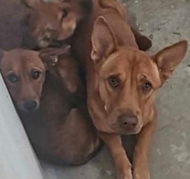 AIDE POUR NOS 47 CHIENS FOURRIERE ET EN URGENCE