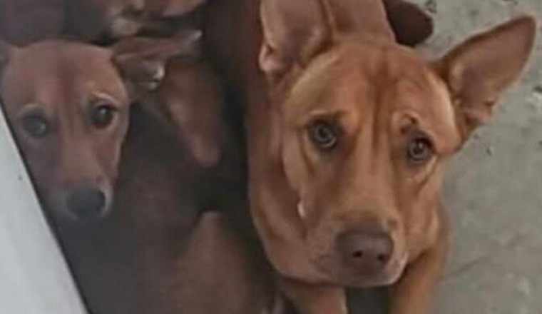 AIDE POUR NOS 47 CHIENS FOURRIERE ET EN URGENCE