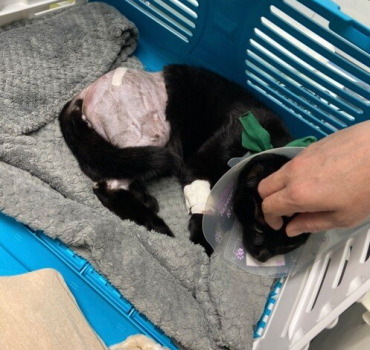 Urgence Shiba – Chaton blessé à opérer