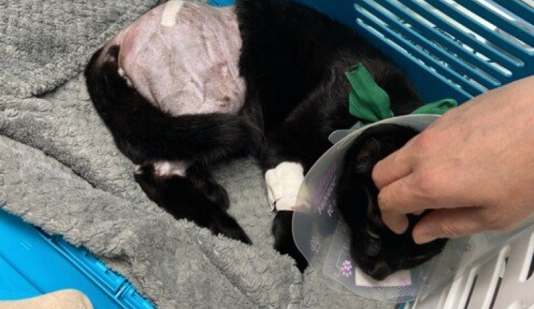 Urgence Shiba – Chaton blessé à opérer
